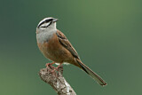 Image. Rock Bunting
