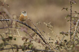 Image. Rock Bunting