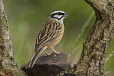 Image. Rock Bunting