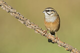 Image. Rock Bunting