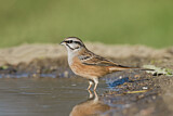 Image. Rock Bunting