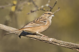 Image. Rock Bunting
