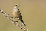 Image. Rock Bunting