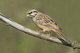 Image. Rock Bunting