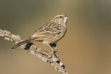 Image. Rock Bunting