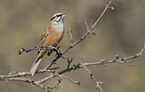 Image. Rock Bunting