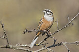 Image. Rock Bunting