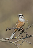 Image. Rock Bunting