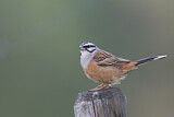 Image. Rock Bunting