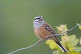 Image. Rock Bunting