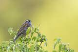 Image. Rock Bunting