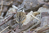 Image. Rock Bunting