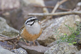 Image. Rock Bunting
