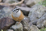Image. Rock Bunting