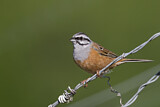 Image. Rock Bunting