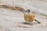 Image. Rock Bunting