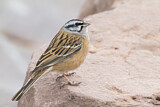 Image. Rock Bunting