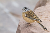 Image. Rock Bunting