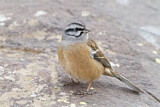Image. Rock Bunting