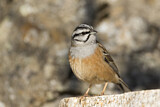 Image. Rock Bunting
