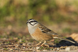 Image. Rock Bunting