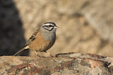 Image. Rock Bunting