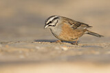 Image. Rock Bunting