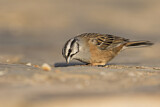 Image. Rock Bunting