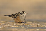 Image. Rock Bunting