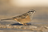 Image. Rock Bunting