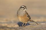 Image. Rock Bunting