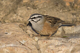 Image. Rock Bunting
