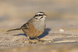 Image. Rock Bunting