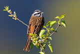 Image. Rock Bunting