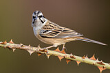 Image. Rock Bunting