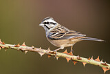 Image. Rock Bunting