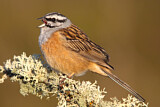 Image. Rock Bunting