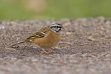 Image. Rock Bunting