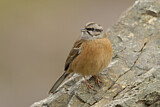 Image. Rock Bunting