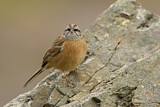 Image. Rock Bunting
