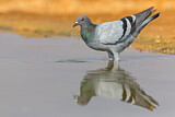 Image. Rock Dove