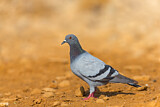 Image. Rock Dove