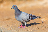 Image. Rock Dove