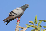 Image. Rock Dove