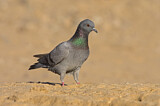 Image. Rock Dove