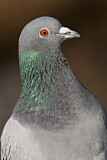 Image. Rock Dove