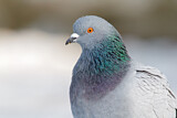Image. Rock Dove
