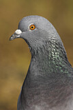 Image. Rock Dove