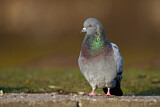Image. Rock Dove