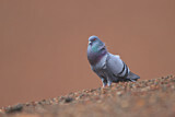 Image. Rock Dove